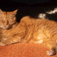 An orange cat lays in the sun.